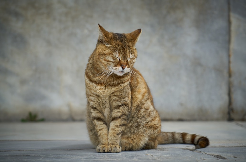 Kočičí deprese, jak ji poznáme a co ji způsobuje